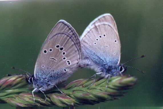 couple-de-bleus-2.jpg