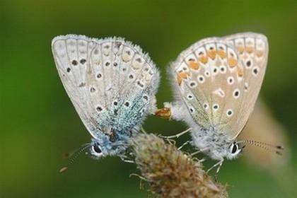 couple-de-bleus.jpg