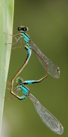 demoiselles.jpg