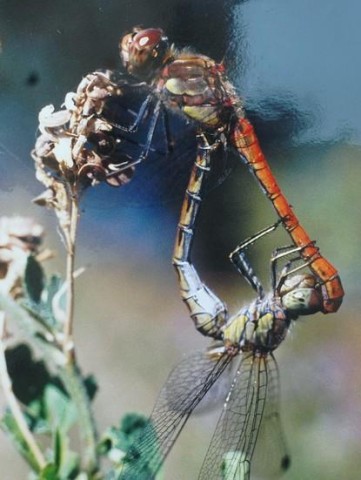 libellules-rouges.jpg