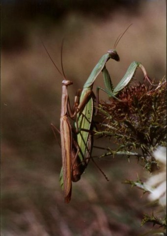 mantes.jpg