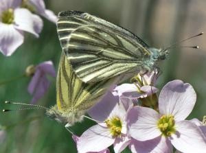 papillons-blancs-sur-cardamine.jpg