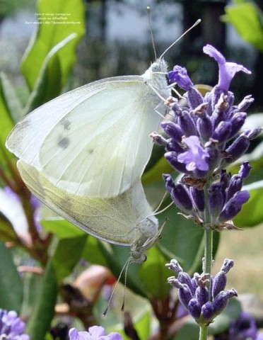 papillonsblancharenatoche.jpg
