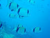 dsc00060b.jpg