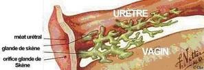 uterus_glande_de_skenes.jpg