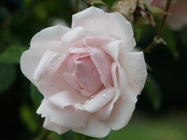rose0001.jpg