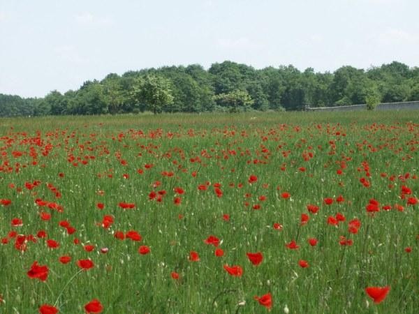coquelicots100.jpg