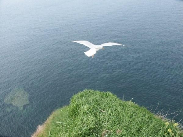 mouette00.jpg