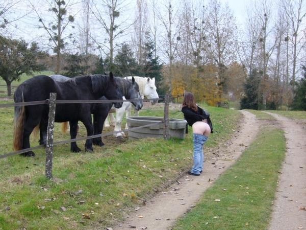 percherons-en-extases.jpg