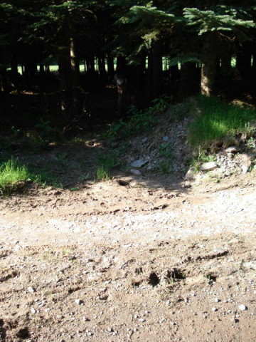 bichedesbois-a.jpg
