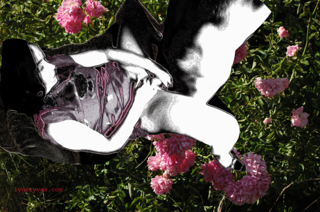 rosePom-xx.jpg
