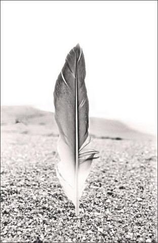 plume15.jpg