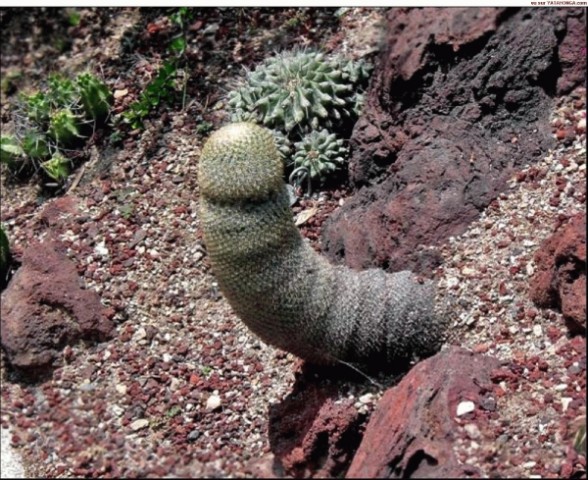cactus.jpg