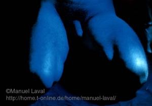 81blauschw2.jpg