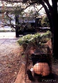 cage_dehors.jpg