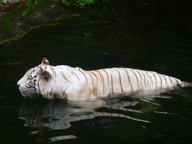 Le-Bain-du-tigre.jpg