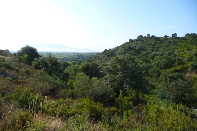 pongomaquis.jpg