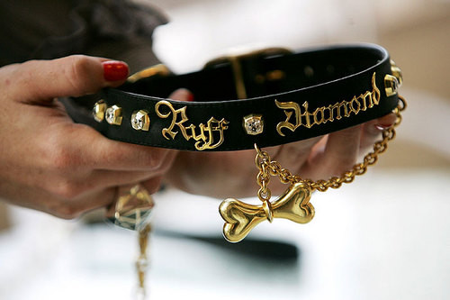 Dog-Collar-Photo-Rosie-Greenway