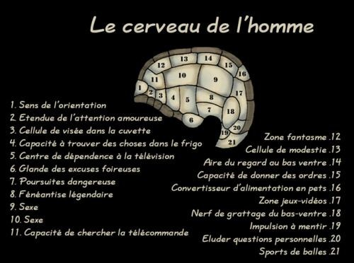 CerveauHomme.jpg