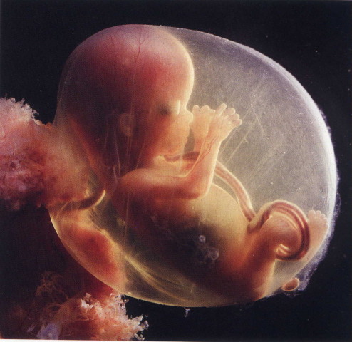 foetus-2015semaines.jpg