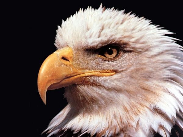 aigle-a.jpg