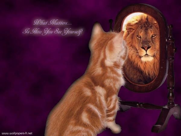 chat-lion.jpg