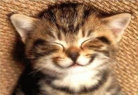 chat-rigolo.jpg