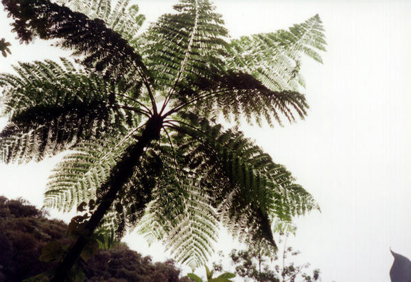GUADELOUPE-2000--33.jpg