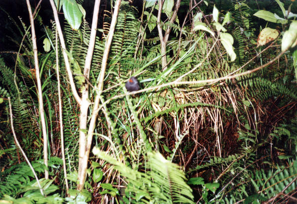 GUADELOUPE-2000--35.jpg