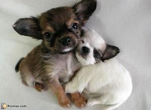 dogs-calin.jpg