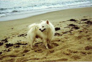 1984---la-plage.jpg