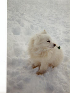 1994-Megeve--chien-de-neige.jpg