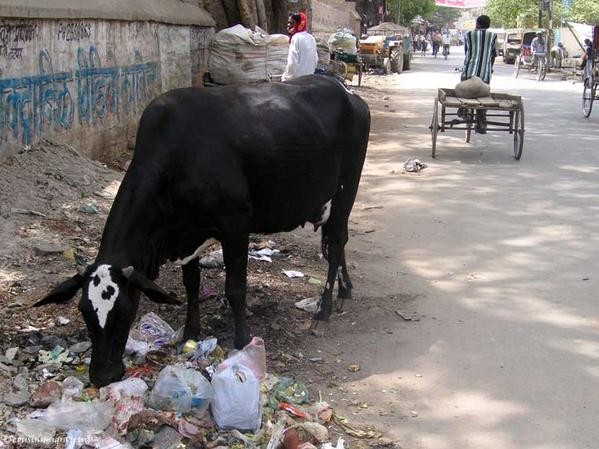 060509_012_IND_Varanasi.jpg