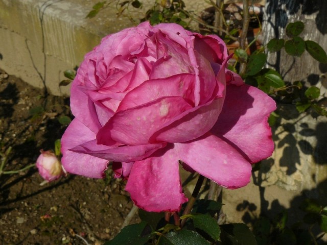 Une rose d'une mamie partie...