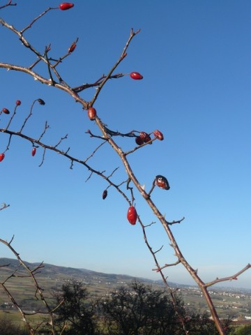 Le ciel bleu dans un verger. (69)