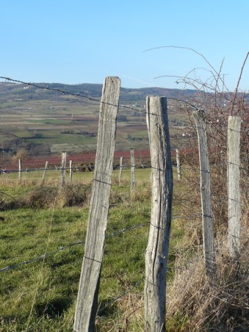 Dans le Beaujolais (69)