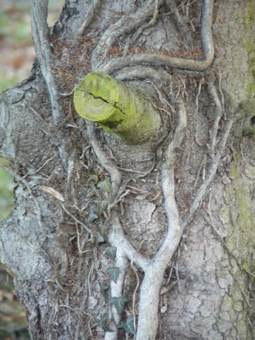 L'oeil de l'arbre...