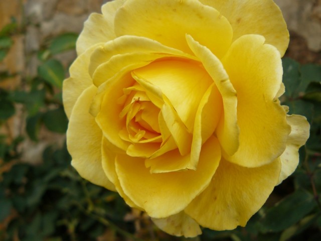 Jaune, la rose...