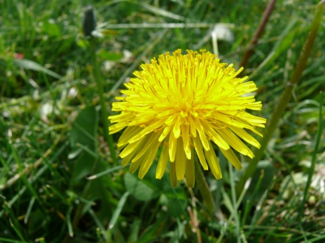 Dans le jardin de mon Cher Ami... Coucou toi !