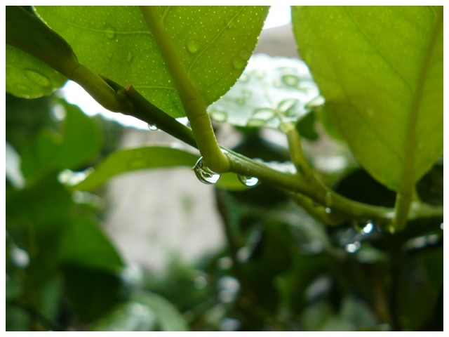 Dans mon jardin, un jour de pluie.