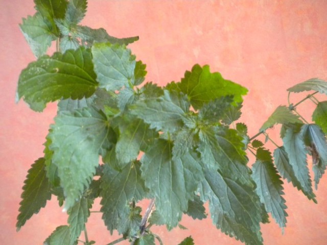 Nature002