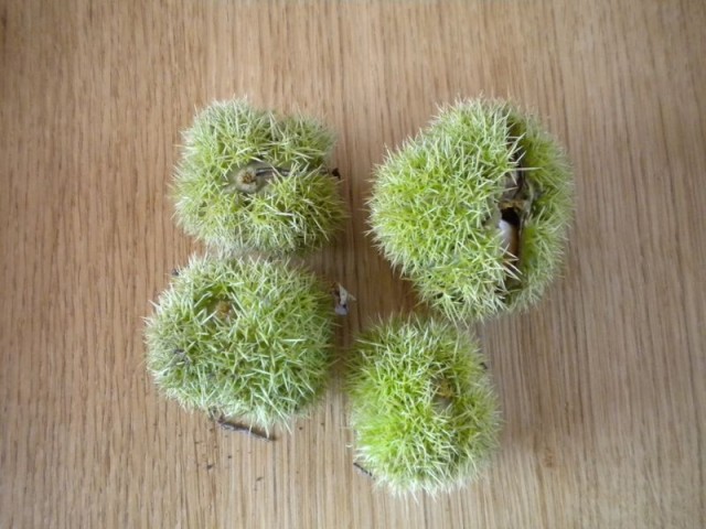 Nature003