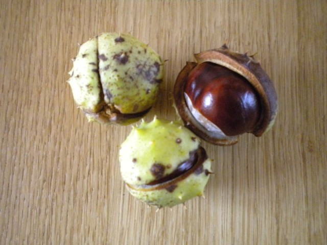 Nature004