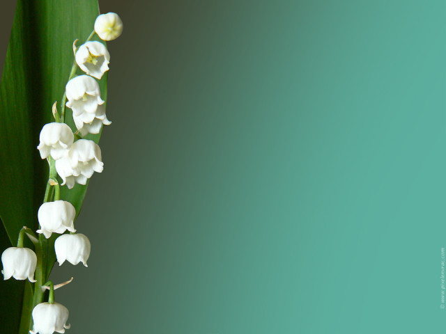 1er-mai-muguet.jpg