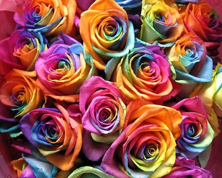 flowers_rainbow_roses.jpg