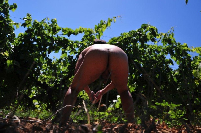 Exhibe-dans-les-vignes 7947