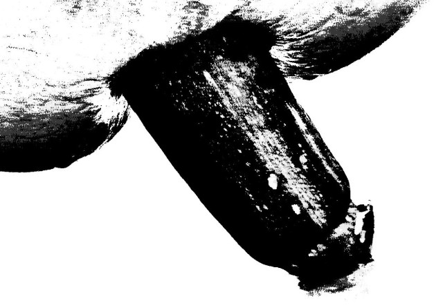 cucurbit 7628