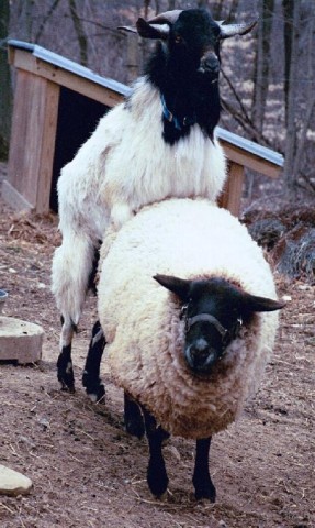 goatsheep3