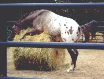 horsestrawbale