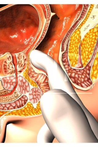 Anatomie   10 